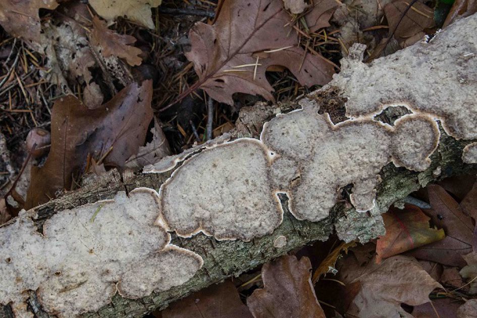 Welke korstvormige paddenstoel is dit?